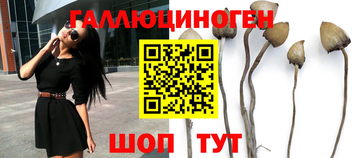 Псилоцибиновые грибы мицелий Славянск-на-Кубани